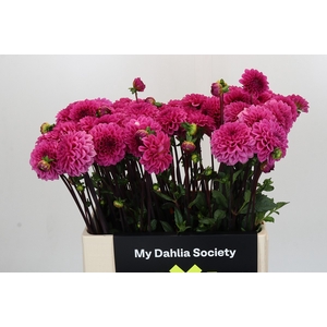 Dahlia Pink Cap