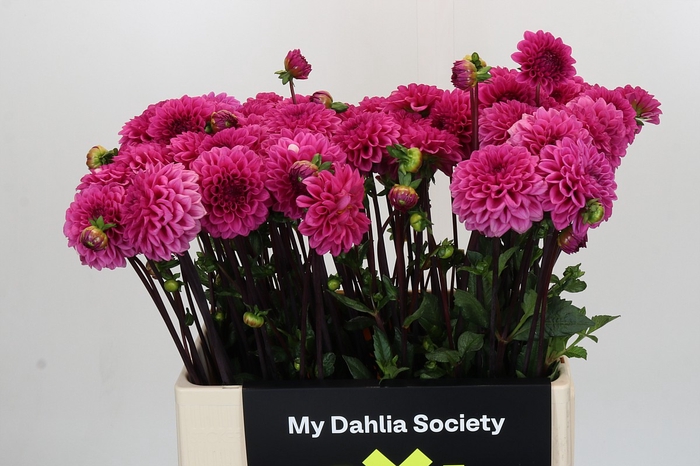 <h4>Dahlia Pink Cap</h4>