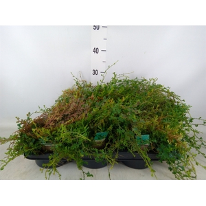 Selaginella uncinata 'Peacock'