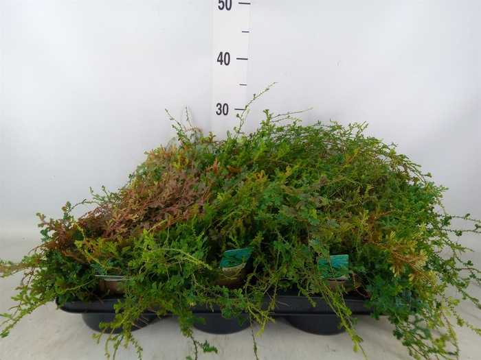 <h4>Selaginella uncinata 'Peacock'</h4>