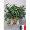EUC NICHOLII PB BUSH