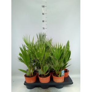 Washingtonia filifera