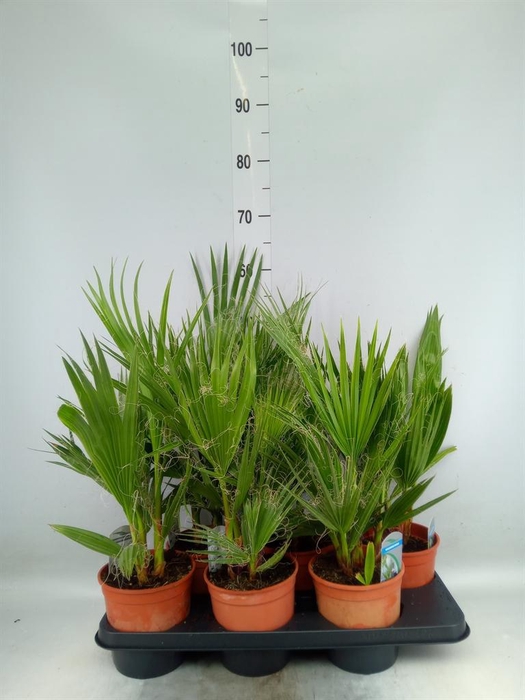 <h4>Washingtonia filifera</h4>