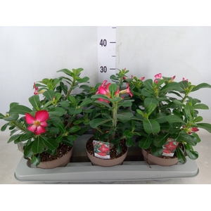 Adenium obesum 'Anouk'