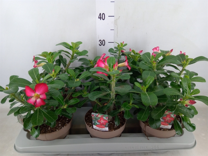 <h4>Adenium obesum 'Anouk'</h4>