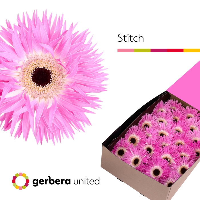 <h4>Gerbera Spider Stitch Doos</h4>