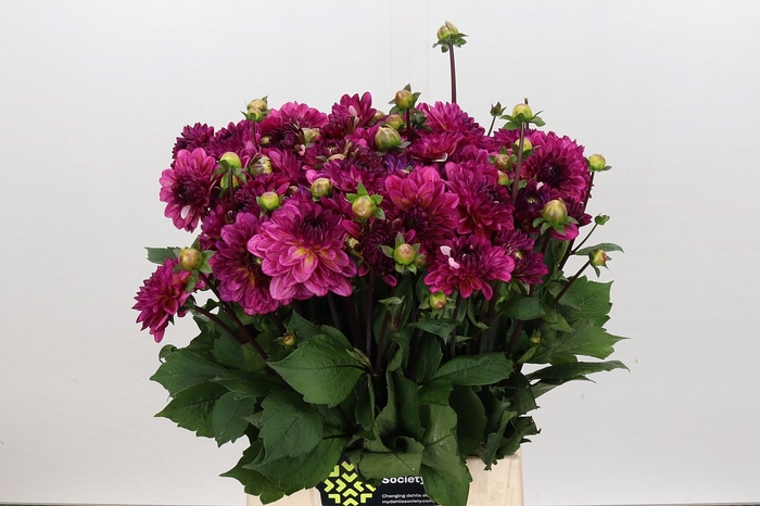 <h4>Dahlia Muchacha</h4>
