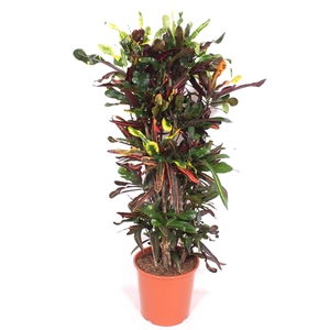 Codiaeum variegatum grootbladig 'Mammi'