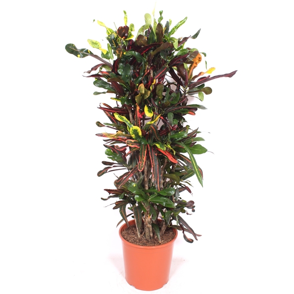 <h4>Codiaeum variegatum grootbladig 'Mammi'</h4>