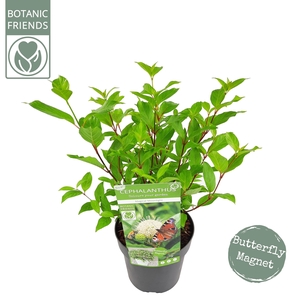 Cephalanthus 'Magical Moonlight' ®
