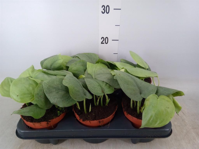 <h4>Epipremnum   ...</h4>