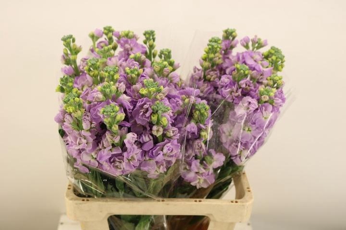 <h4>MATTH IRON MARINE</h4>