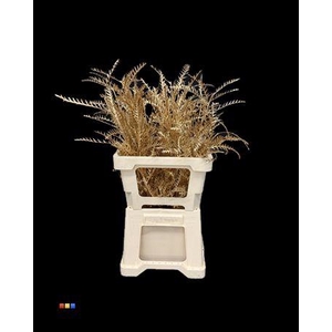 Grevillea Ivanhoe Antique Gold