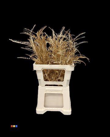 <h4>Grevillea Ivanhoe Antique Gold</h4>