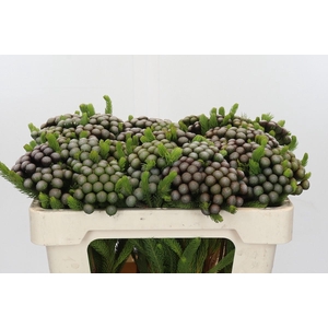 Cape Green Albiflora