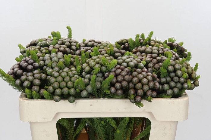 <h4>Cape Green Albiflora</h4>