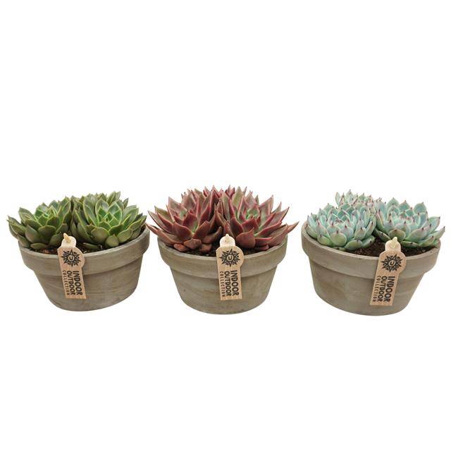 <h4>arr3 UB - Echeveria grijze schaal M x3</h4>