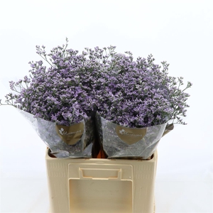 Limonium Utah Blue