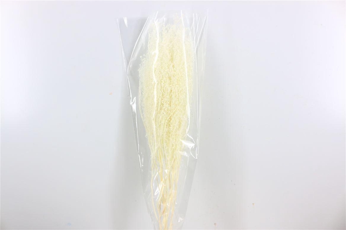 <h4>Pres Lepidium Bleached Bunch</h4>