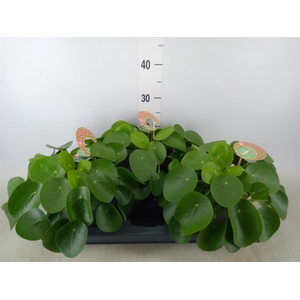 Pilea peperomioides