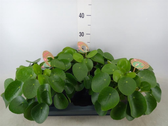 <h4>Pilea peperomioides</h4>