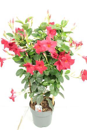 <h4>Mandev Diamant Tv Trellis - 1153</h4>