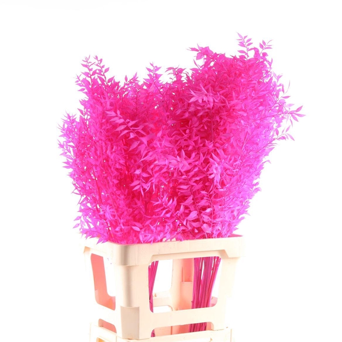 <h4>Ruscus Gebleekt</h4>