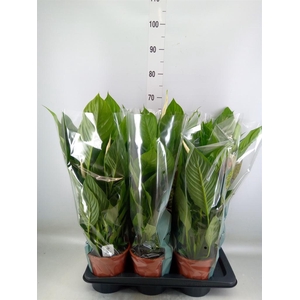 Spathiphyllum  'Vivaldi'