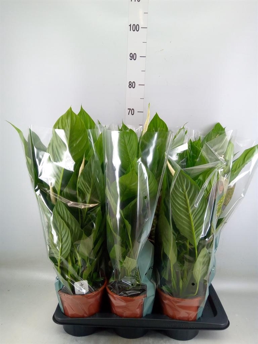 <h4>Spathiphyllum  'Vivaldi'</h4>