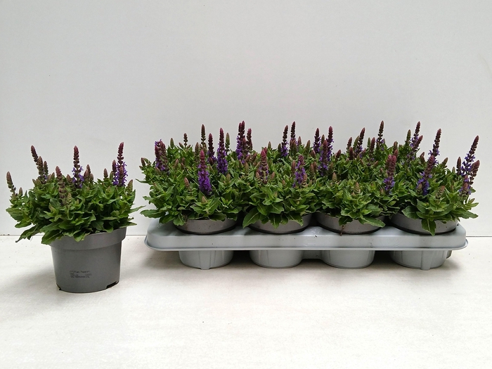 <h4>SALVIA NE SE DP BLUE</h4>