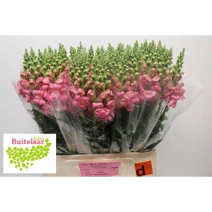 Antir Potomac Pink Buitelaar