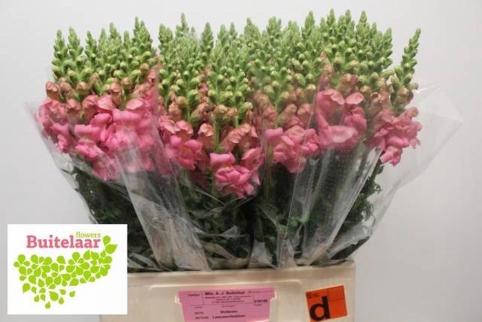 <h4>Antir Potomac Pink Buitelaar</h4>
