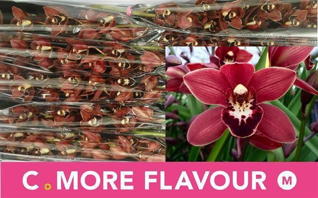 <h4>CYMB MI VALERIE</h4>