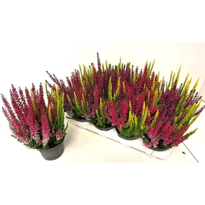 CALLU BL S TRI ME GP