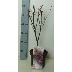 Acer palmatum 'Skeeters Broom' P19 Full CC