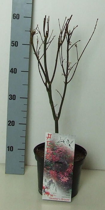 <h4>Acer palmatum 'Skeeters Broom' P19 Full CC</h4>