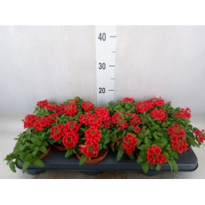 Verbena  'Drums Red'