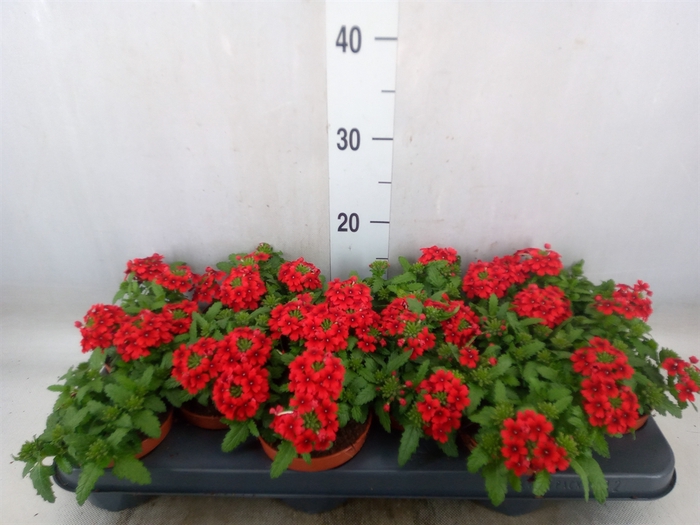 <h4>Verbena  'Drums Red'</h4>