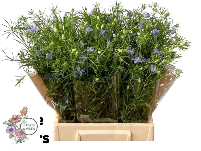 <h4>NIGE BUCHARICA</h4>