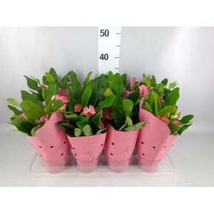 Euphorbia milii 'Charlotte'