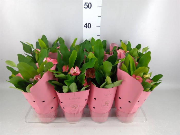 <h4>Euphorbia milii 'Charlotte'</h4>