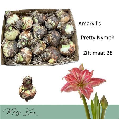 <h4>Bloembol Hipp Pretty Nymph</h4>