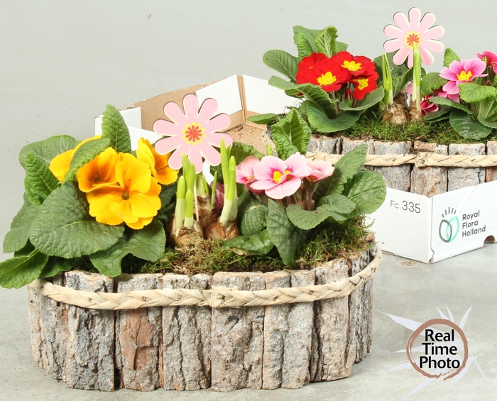 <h4>ARR TUINPLANTEN</h4>