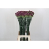 Allium Sphaerocephalon