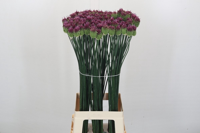 <h4>Allium Sphaerocephalon</h4>
