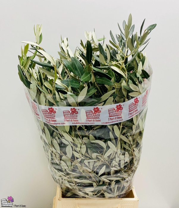 <h4>OLEA EUROPAEA BS</h4>