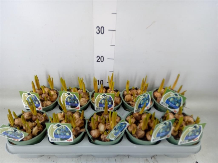 <h4>Muscari   ...mix 3</h4>