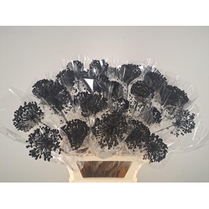 DF Allium Paint Black