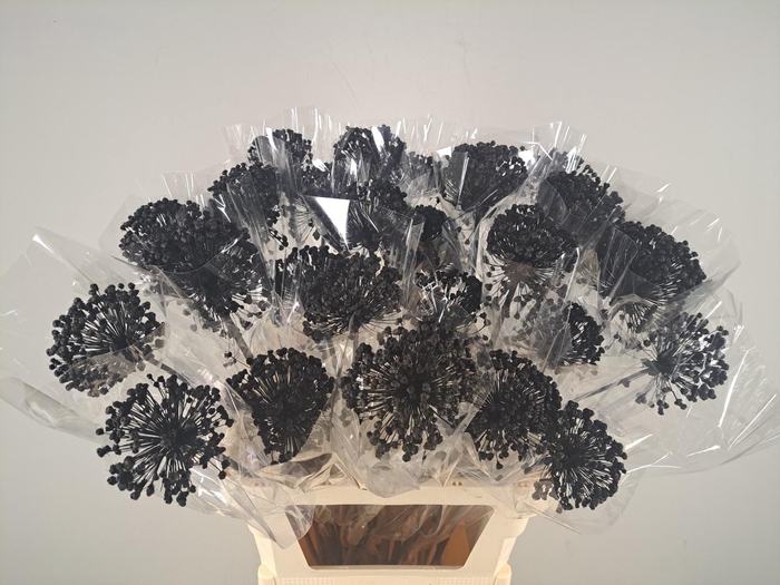 <h4>DF Allium Paint Black</h4>