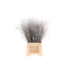 Berk ( Birch ) Silver